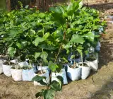 Austrilian hibiscus plant (ORRANGE)