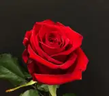 HYBRID GRAFTED ROSE FLOWERING PLANT(RED)