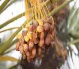 Deglet Noor Variety Date Palm Live Plant – Premium Sweet Date Fruit Plant