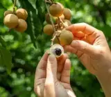 Tropical Longan Grafted Fruit Plant – Premium Sweet Longan Live Plant