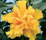 YELLOW THOKA HIBISCUS - GRAFTING PLANT