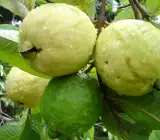 Thailand sweet Guava Plant