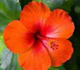 Austrilian hibiscus plant (ORRANGE)