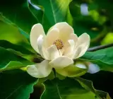 Magnolia Soulangeana White Flower Plant – Exotic Fragrant Magnolia Live Plant