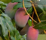 Thai Baromasi(Sweet) (Grafted) mango Plant