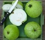 Thai 10 Guava Grafted Hybrid Fruit Plant – Premium Guava Live Plant