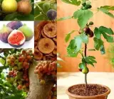 Turkey Fig Live Fruit Plant – Premium Sweet Fig Fruit Plant