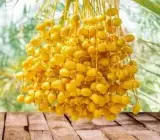 Barhi Variety Date Palm Live Plant – Premium Sweet Date Fruit Plant