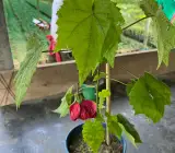 Red Lantern Hibiscus-Flowers Plants