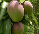 Gouromati Mango-Grafting Plant