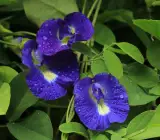 Nilkantha Flower Plant