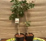 Dwarf Red Pistachio Hybrid Grafted Fruit Plant – Premium Pista Nut Live Plant