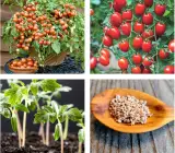 TOMATO SEEDS, Qty 1 packet contain 100 seeds - Hydroponics, Cocopeat & Soil Gardening
