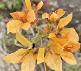 Yellow Butterfly Bougainvella