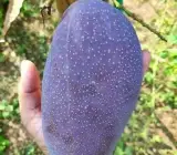 Black stone mango plants
