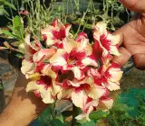 ROSY VARIETY GRAFTED ADENUM PLANTS