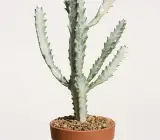 WHITE GHOST CACTUS PLANT