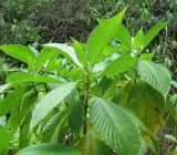 Basak Plant