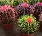 COLOURED BARREL CACTUS PLANT