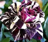 Abracadabra Rose- Grafting Plant
