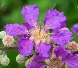 FURUSH FLOWERING PLANT(PURPLE)