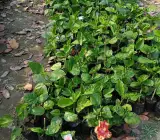Austrian Hibiscus plant (YELLOW)