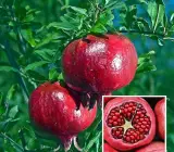 Granada Pomegranate Anar Layering Grafted Fruit Plant