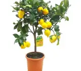 Seedless Lemon Hybrid Airlading Plant