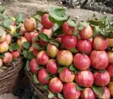 Apple Croos Guava Plant