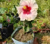 Austrian hibiscus- Grafting Plants ( white and Red )