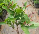 white water apple - Fruit Plants