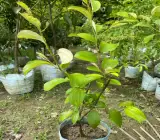 All Time Grafted Kasmiri Apple Ber Plant