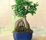 Bonsai Plant