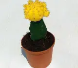 Moon Cactus (Grafted, Yellow) – Cactus Plant