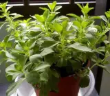 Stevia Plant (Stevia rebaudiana) – Natural Sweetener Plant