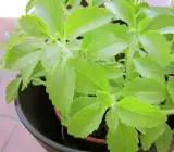 Stevia Plant (Stevia rebaudiana) – Natural Sweetener Plant