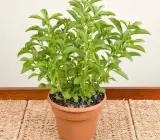 Stevia Plant (Stevia rebaudiana) – Natural Sweetener Plant