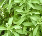 Stevia Plant (Stevia rebaudiana) – Natural Sweetener Plant