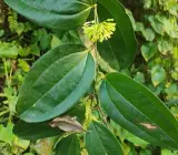 Kumari Lata Plant (Smilax zeylanica)