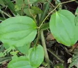Kumari Lata Plant (Smilax zeylanica)