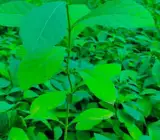 Kumari Lata Plant (Smilax zeylanica)