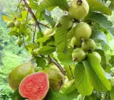 Thai Pink Guava Hybrid Live Plant