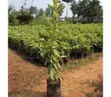 Thai Pink Guava Hybrid Live Plant