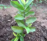 Thai Pink Guava Hybrid Live Plant