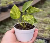 Money Plant (Live Indoor Plant)
