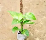 Money Plant (Live Indoor Plant)