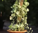 Money Plant (Live Indoor Plant)
