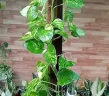 Money Plant (Live Indoor Plant)
