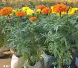 Genda (Marigold) Plant