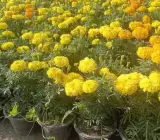 Genda (Marigold) Plant